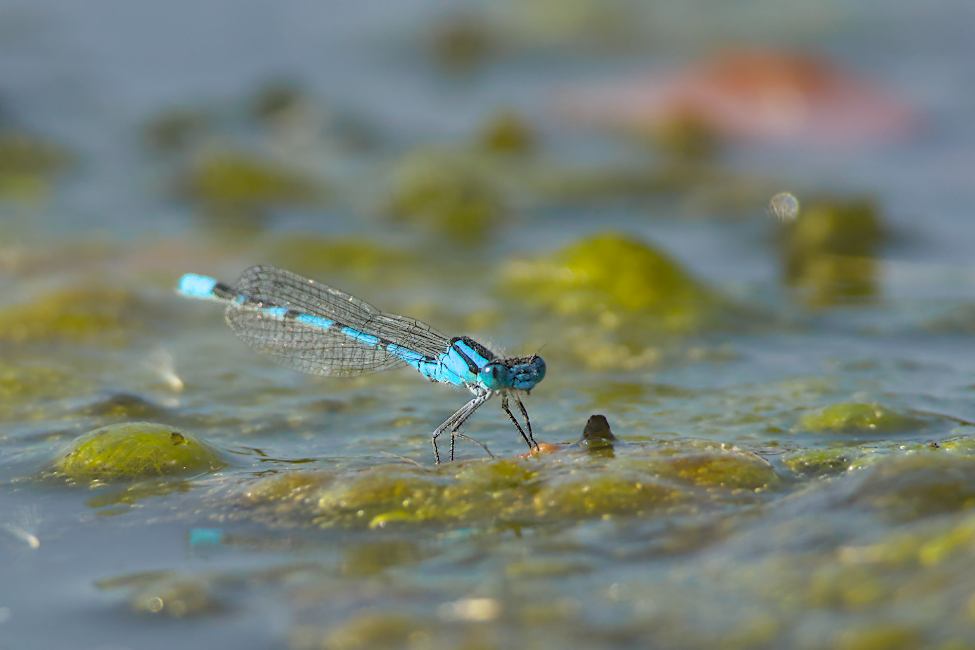 Gemeine Becherjungfer